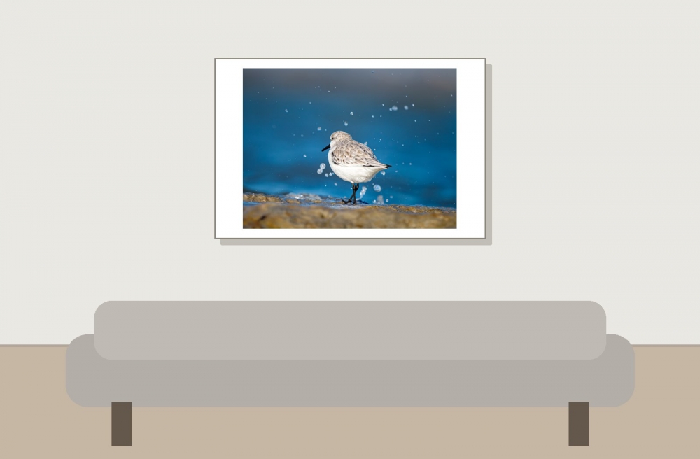 Calidris Alba — 20251205 — 60 × 40 cm
