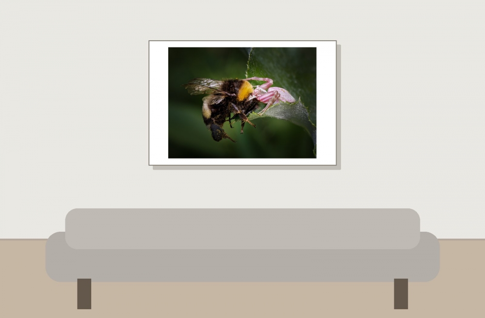 Misumena Vatia X Bombus — 20250521 — 60 × 40 cm