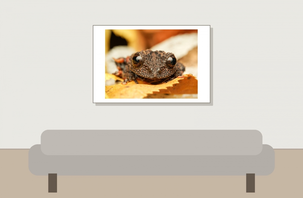 Theloderma Leporosum — 20251115-2025-11-15 — 60 × 40 cm