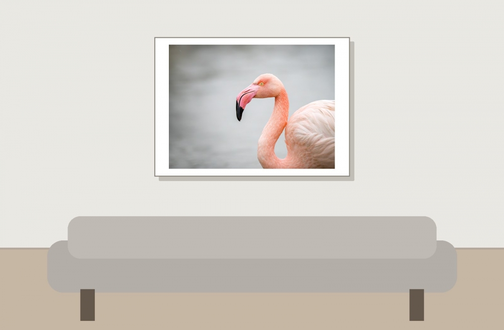 Phoenicopterus Roseus — 20251201 — 70 × 50 cm