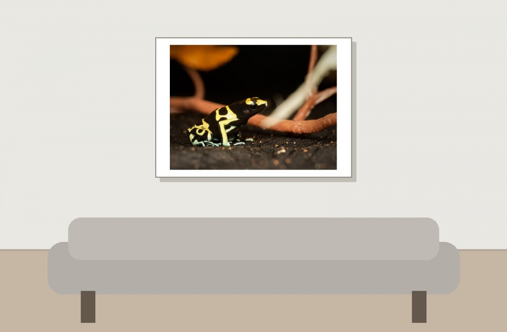 Dendrobates Leucomelas — 20251115-2025-11-15 — 70 × 50 cm