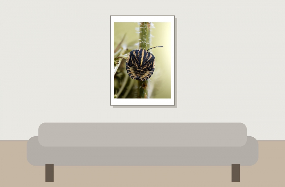 Striped Shield Bug in Frasne — 50 × 70 cm
