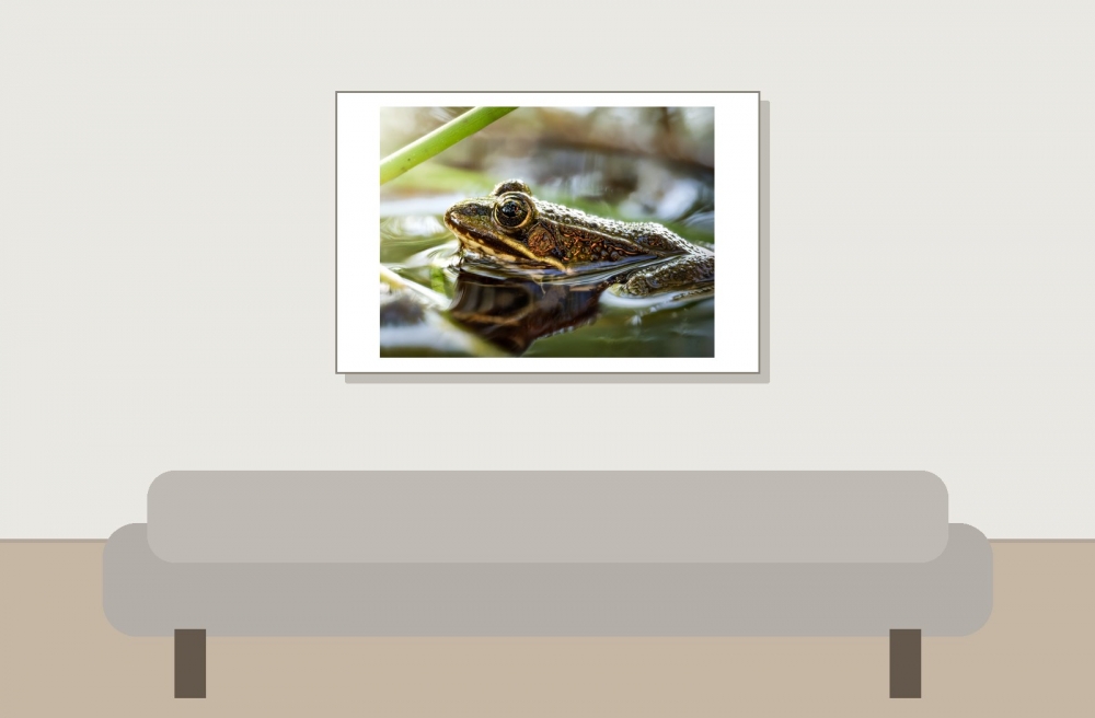 Water Frog in Mézières-en-Brenne — 60 × 40 cm