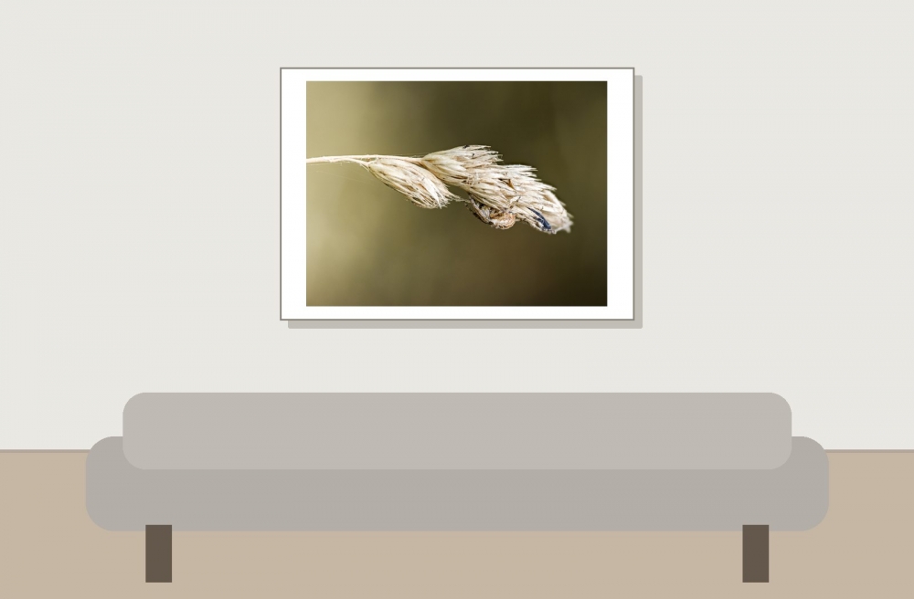Larinioides Cornutus — Cheny — 70 × 50 cm