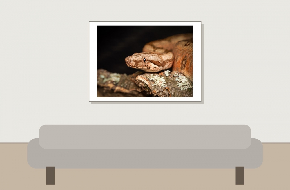 Boa Constrictor — 20251115-2025-11-15 — 70 × 50 cm