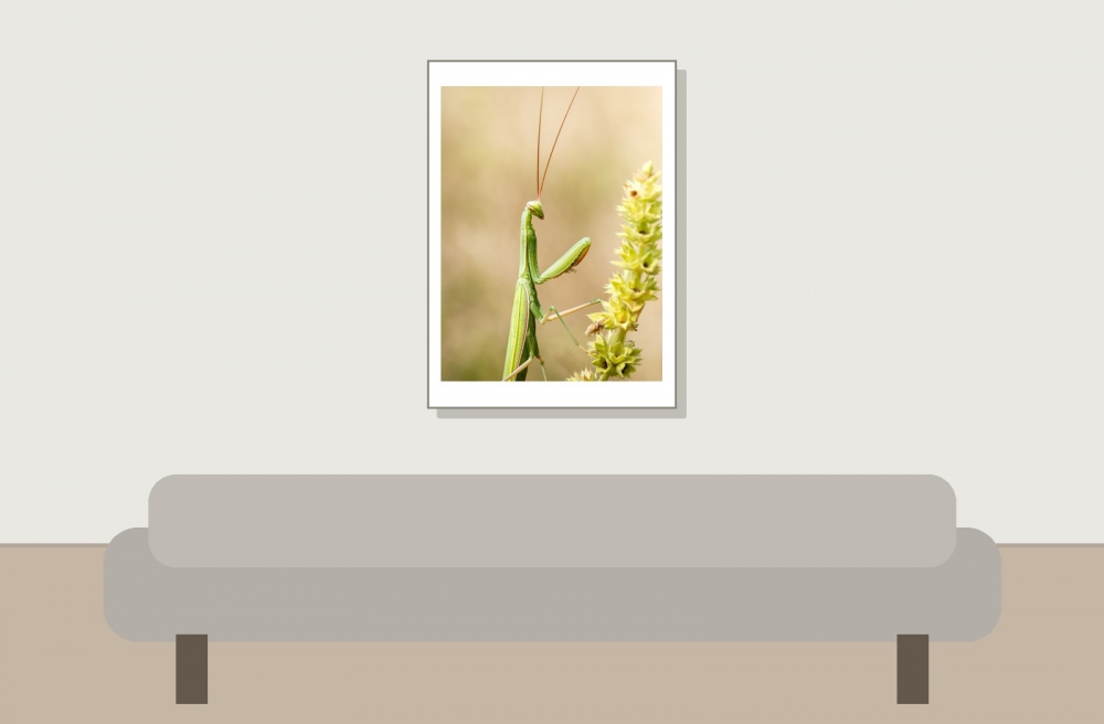 European Praying Mantis in Venoy — 50 × 70 cm