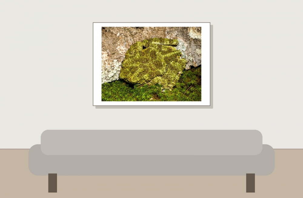 Theloderma Corticale — 20251115-2025-11-15 — 70 × 50 cm