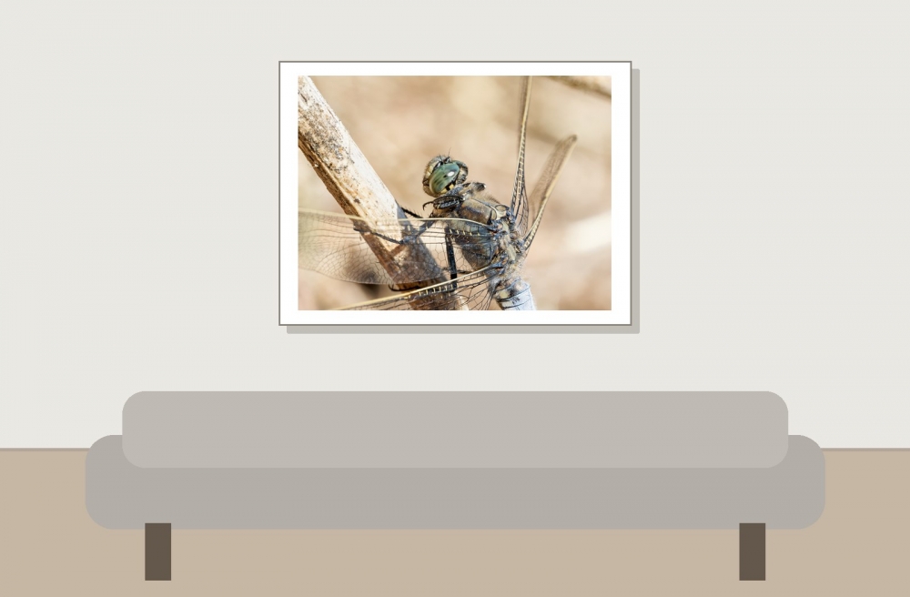 Black-tailed Skimmer in 20250516 — 40 × 30 cm