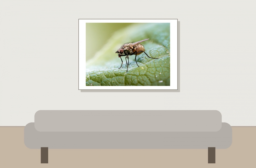 Anthomyiidae Indet — Cheny 