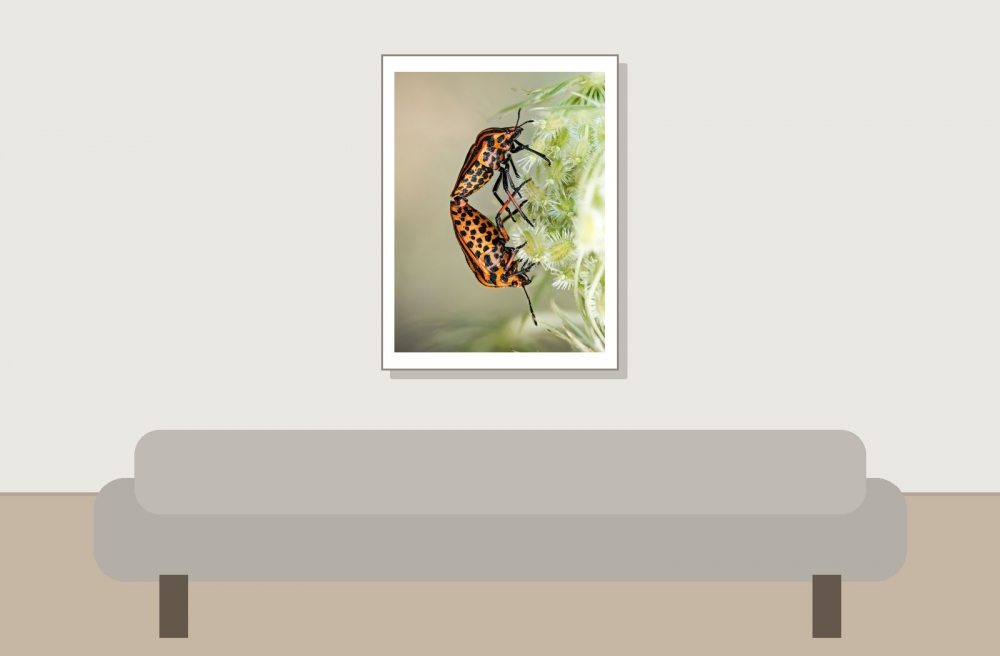 Striped Shield Bug in Cheny — 30 × 40 cm