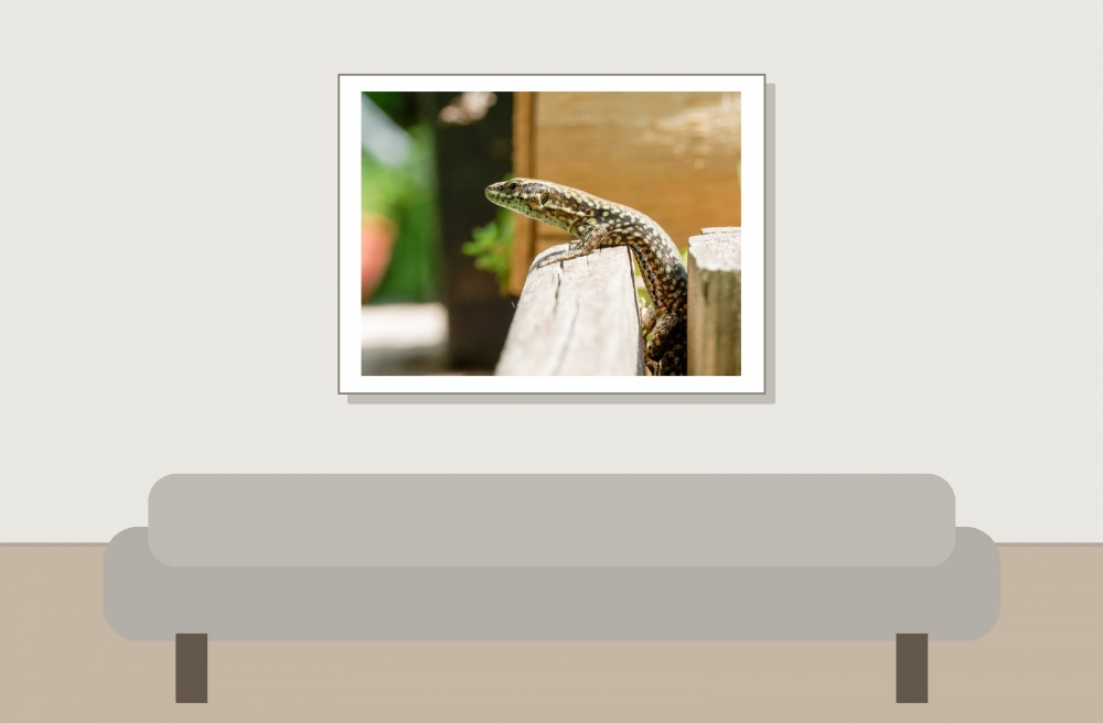 Podarcis Muralis — 20250521 — 40 × 30 cm