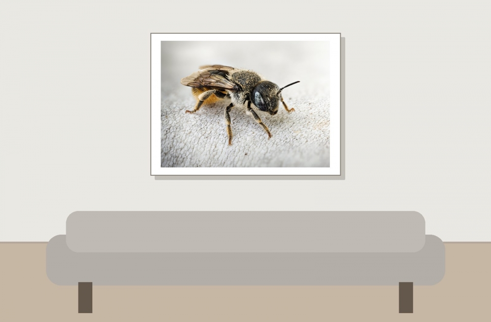 Osmia Spinulosa — Venoy — 40 × 30 cm