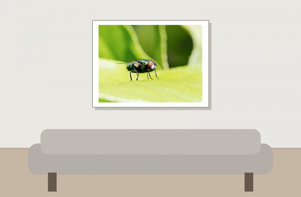 Lucilia Spec — 20250521 — 40 × 30 cm