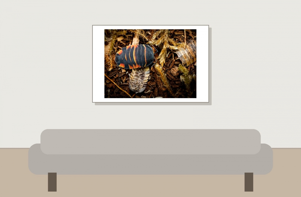 Merulanella Sp Ember Bee — 60 × 40 cm
