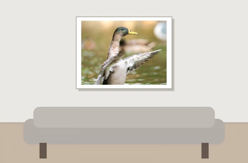 Anas Platyrhynchos — Bois de Boulognes — 40 × 30 cm
