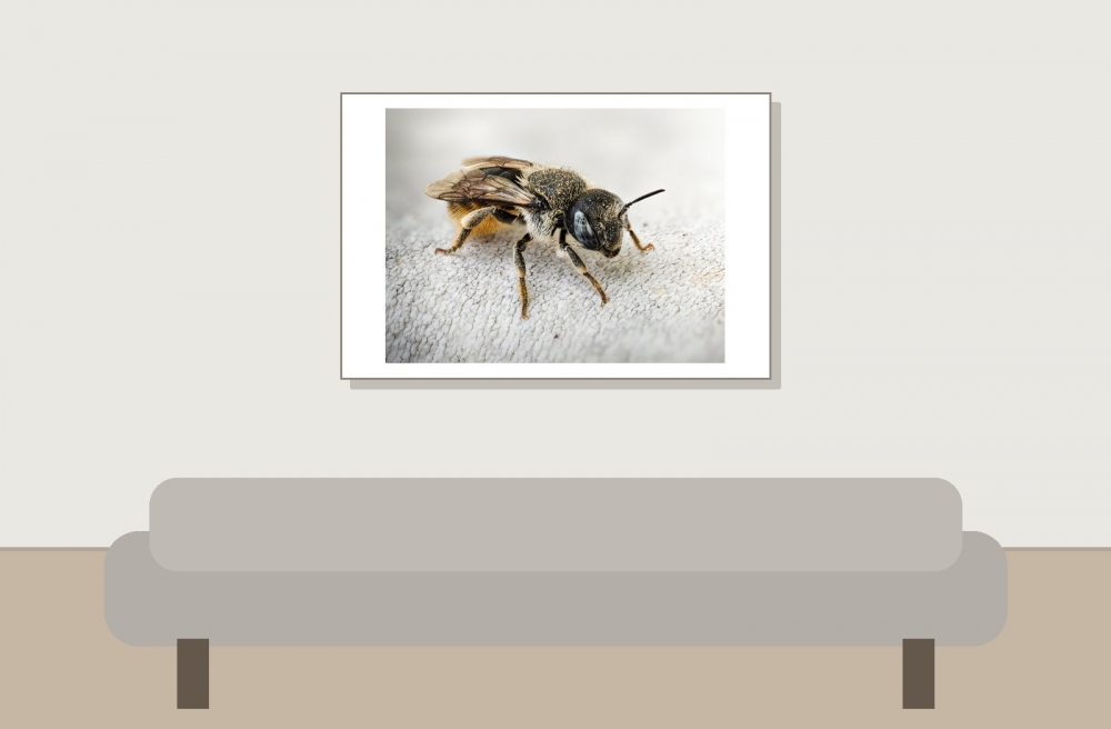 Osmia Spinulosa — Venoy — 60 × 40 cm