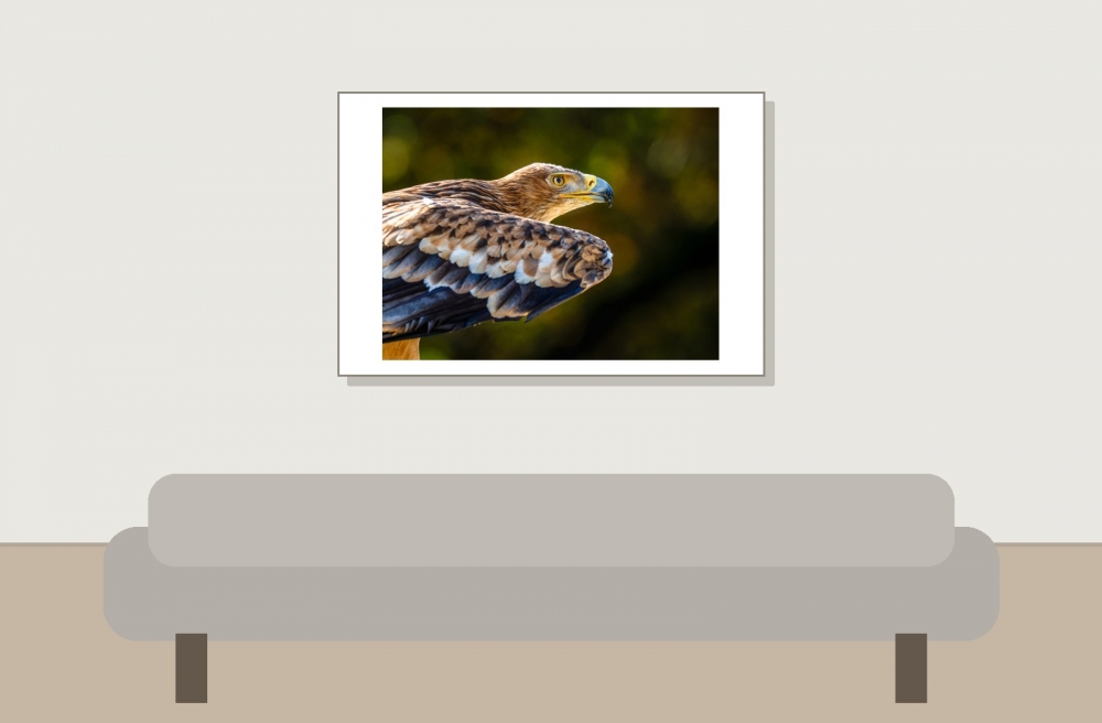 Aquila Chrysaetos — 20251014 — 60 × 40 cm