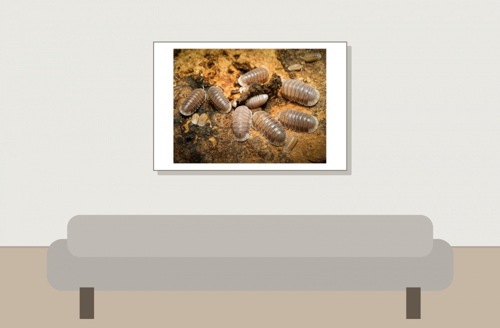 Cubaris White Side — 60 × 40 cm