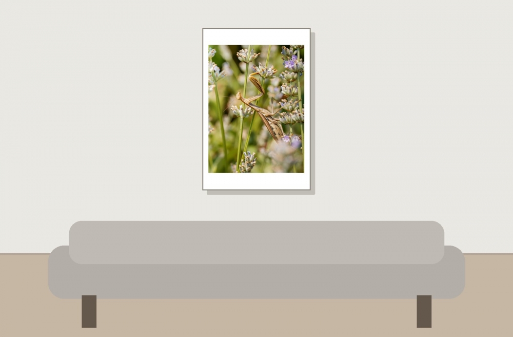 European Praying Mantis in Venoy — 40 × 60 cm