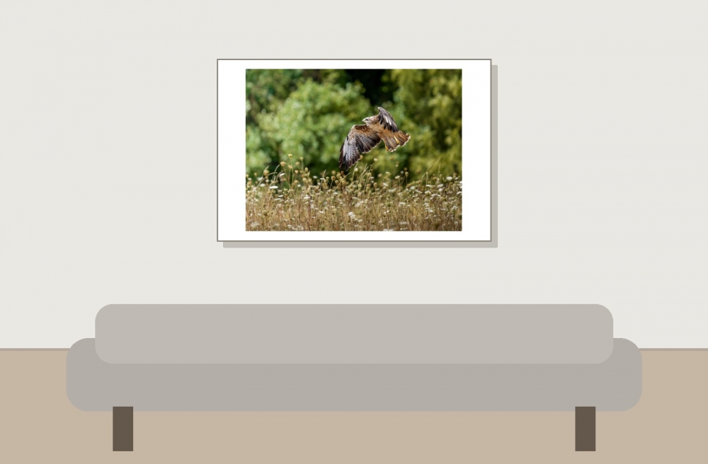 Common Buzzard in Cheny 