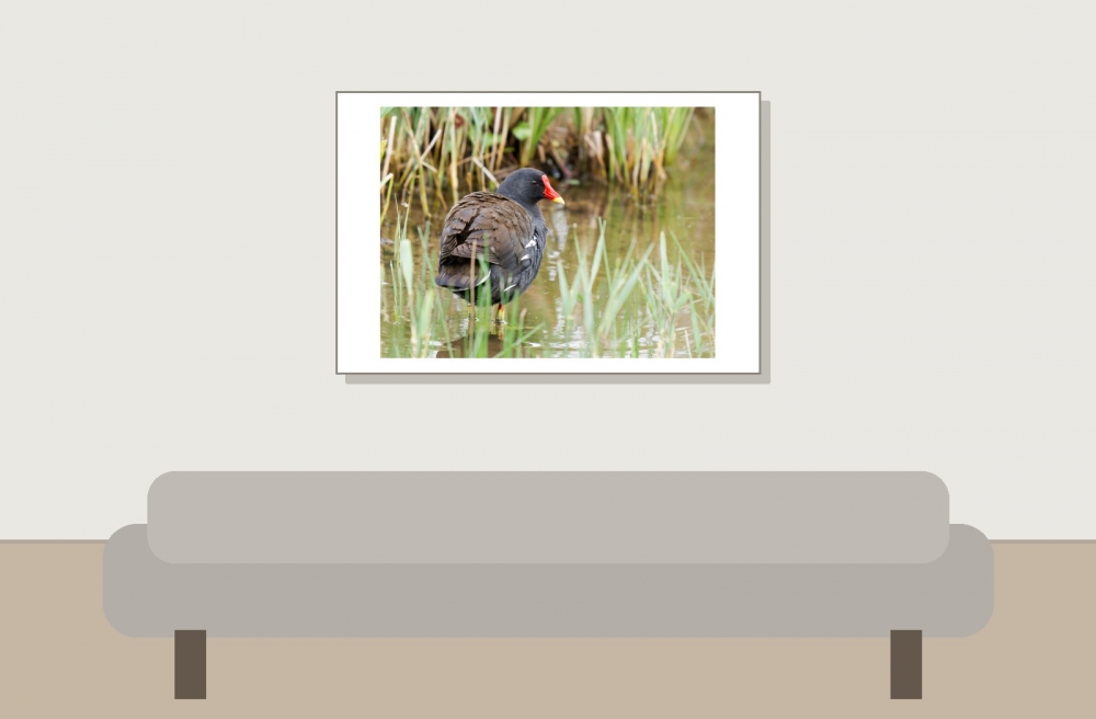 Gallinula Chloropus — 20250518 — 60 × 40 cm