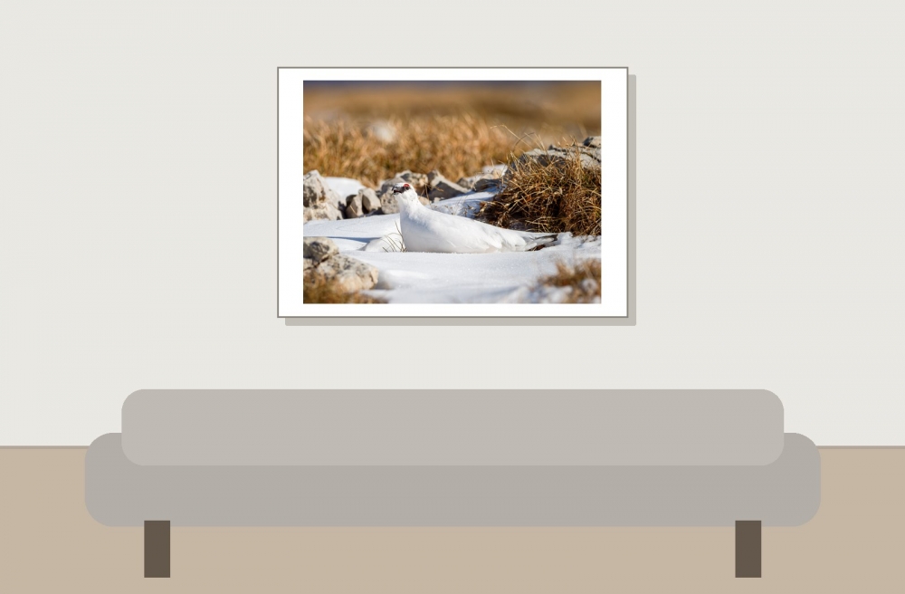 Lagopus Muta 163 — Saint-Agnan-en-Vercors — 70 × 50 cm