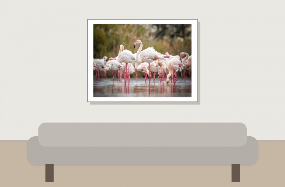 Phoenicopterus Roseus — 20251201 — 40 × 30 cm