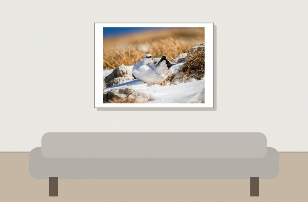 Lagopus Muta 171 — Saint-Agnan-en-Vercors — 70 × 50 cm