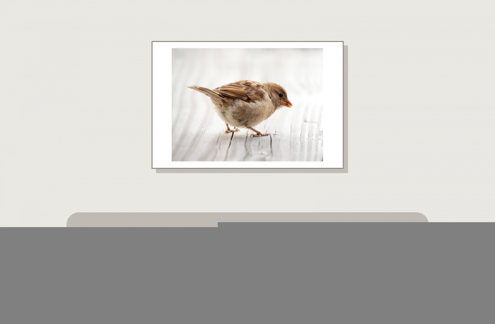 House Sparrow in Tignes — 60 × 40 cm