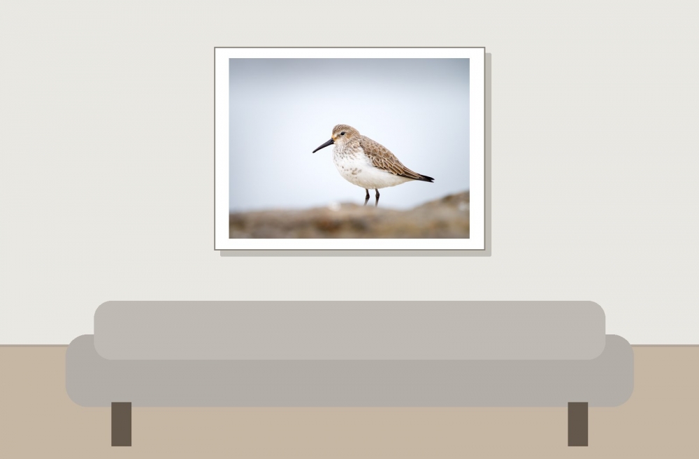 Calidris Alpina — 20251204 — 40 × 30 cm