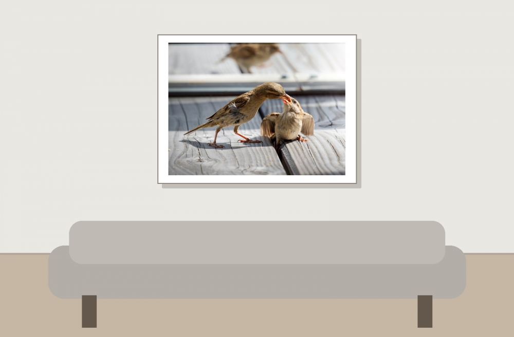 House Sparrow in Tignes — 40 × 30 cm