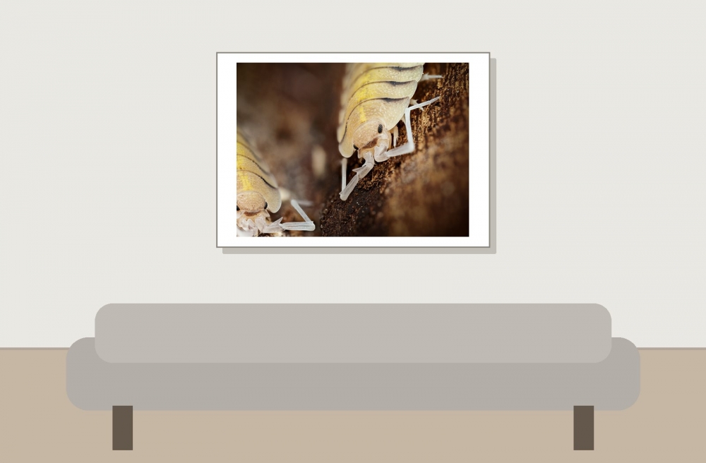Porcellio Bolivari — 70 × 50 cm