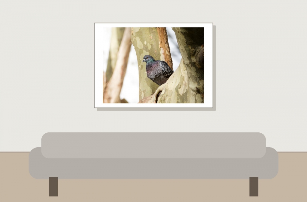Columba Livia Var. Domestica — Migennes