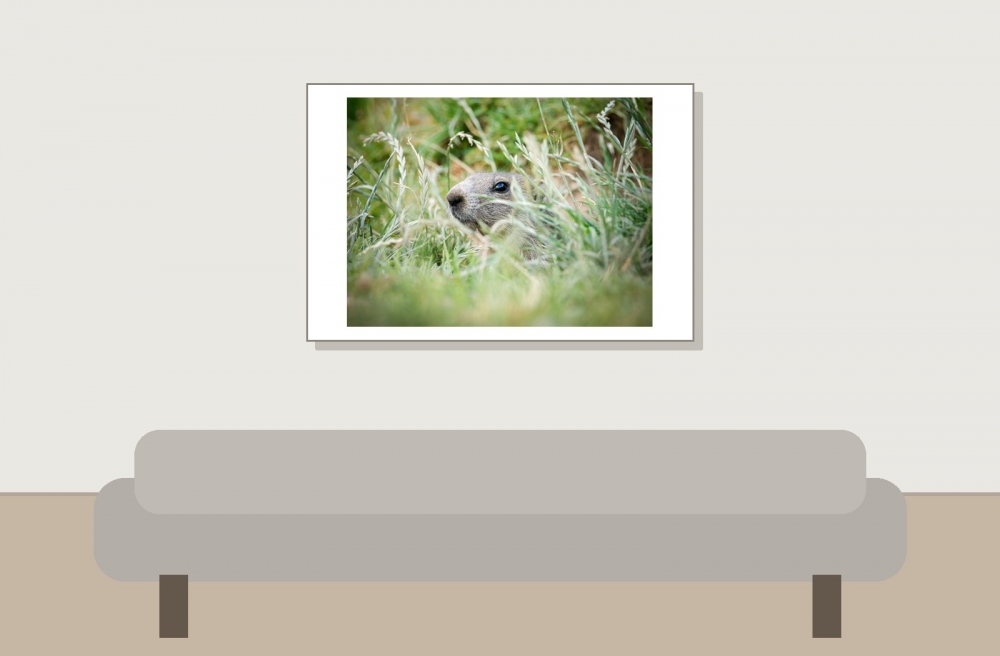 Marmota Marmota — 20250811 — 60 × 40 cm