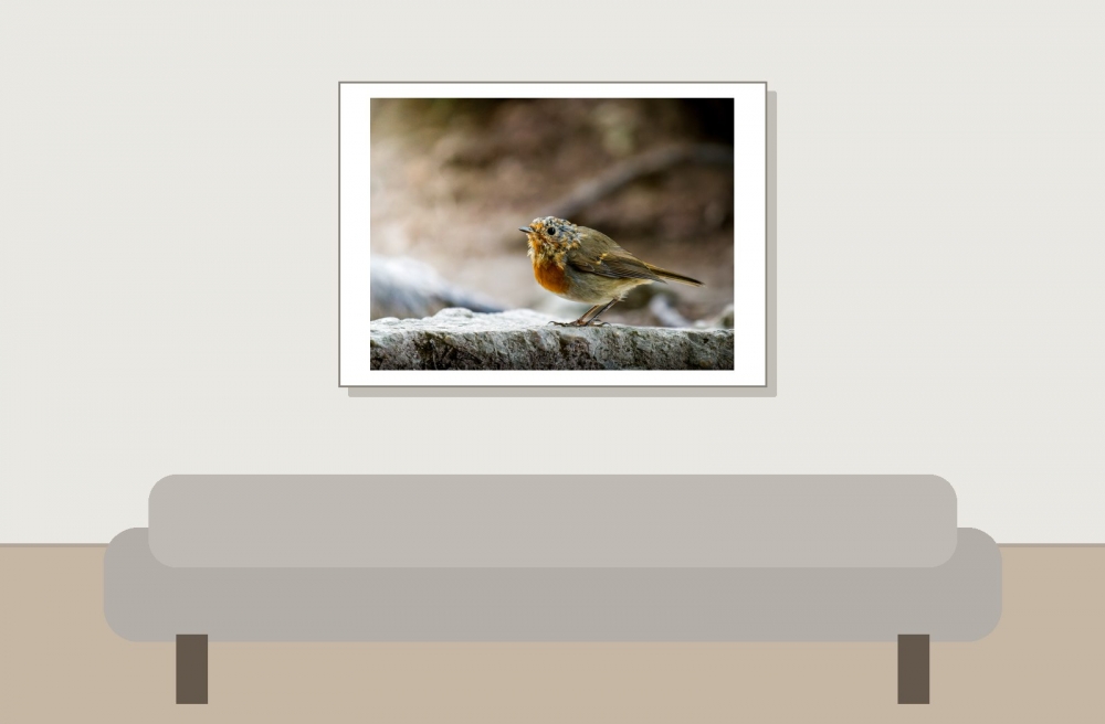 European Robin in Menétrux-en-Joux — 70 × 50 cm