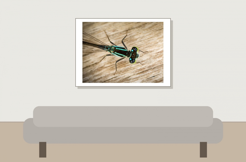 Ischnura Elegans — Mézières-en-Brenne — 70 × 50 cm
