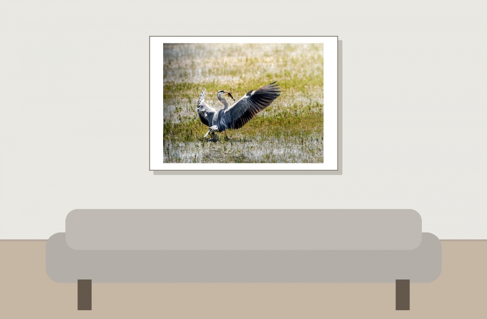 Grey Heron in Rosnay — 70 × 50 cm