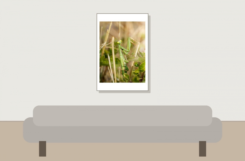 European Praying Mantis in Venoy — 40 × 60 cm