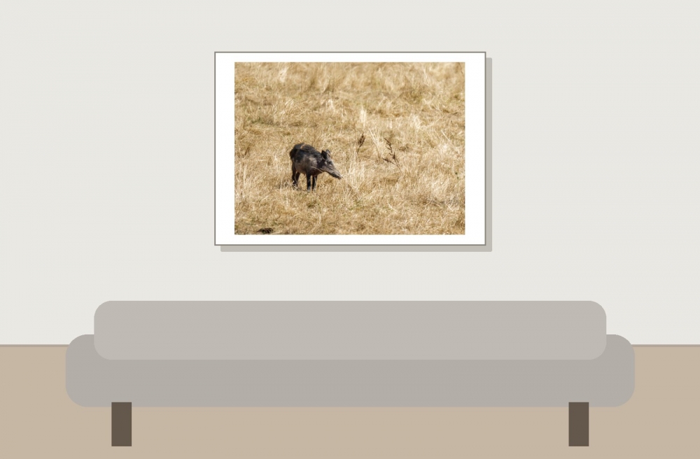 Wild Boar in Cheny — 70 × 50 cm