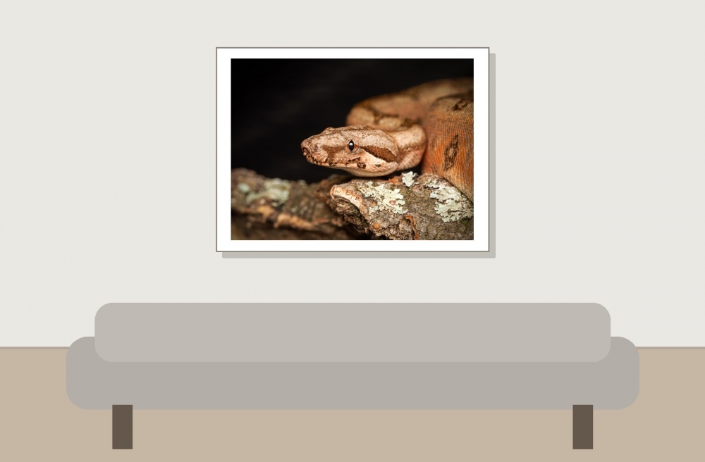 Boa Constrictor — 20251115-2025-11-15 — 40 × 30 cm