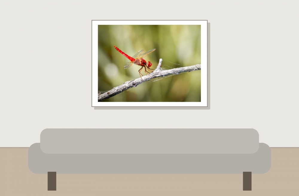Crocothemis Erythraea — Saint-Michel-en-Brenne — 40 × 30 cm