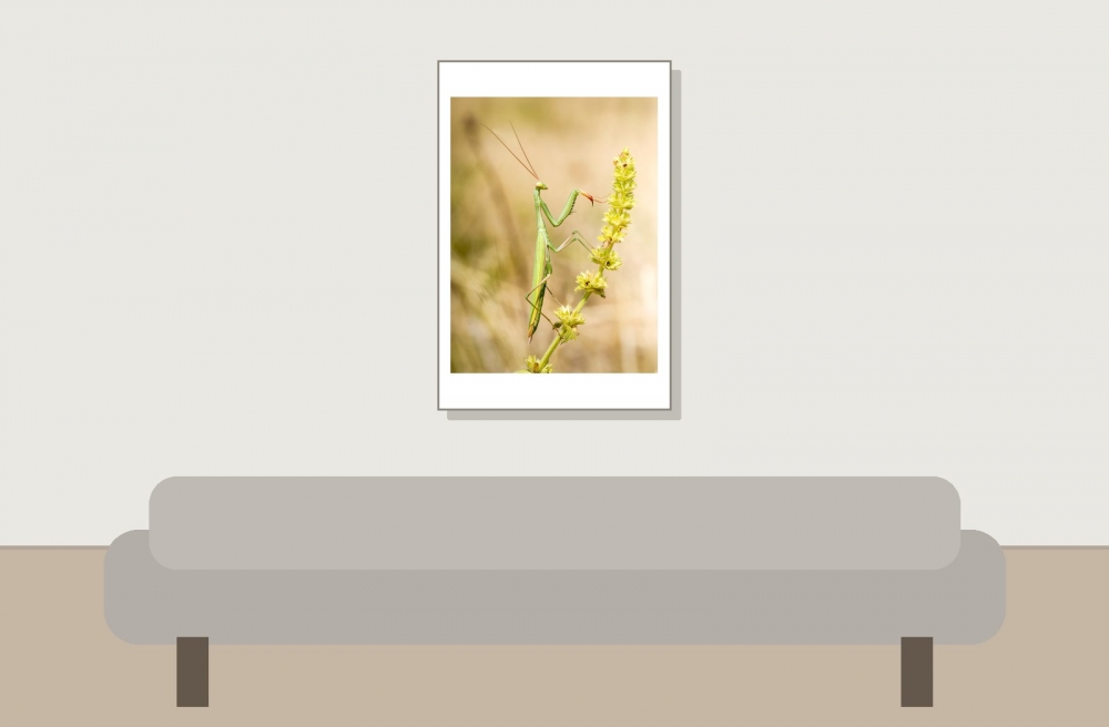 European Praying Mantis in Venoy — 40 × 60 cm