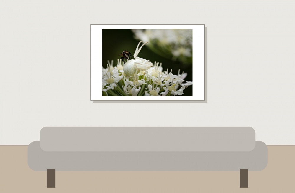 Misumena Vatia — 20250722 — 60 × 40 cm
