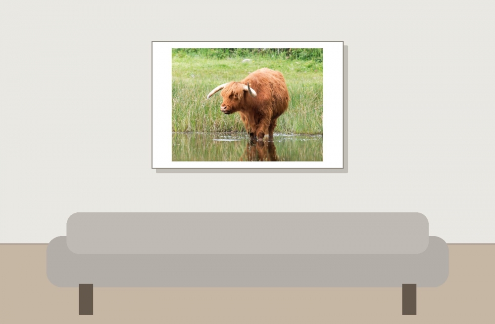 Boeuf Highland & Ardea Ibi — 20250518 — 60 × 40 cm