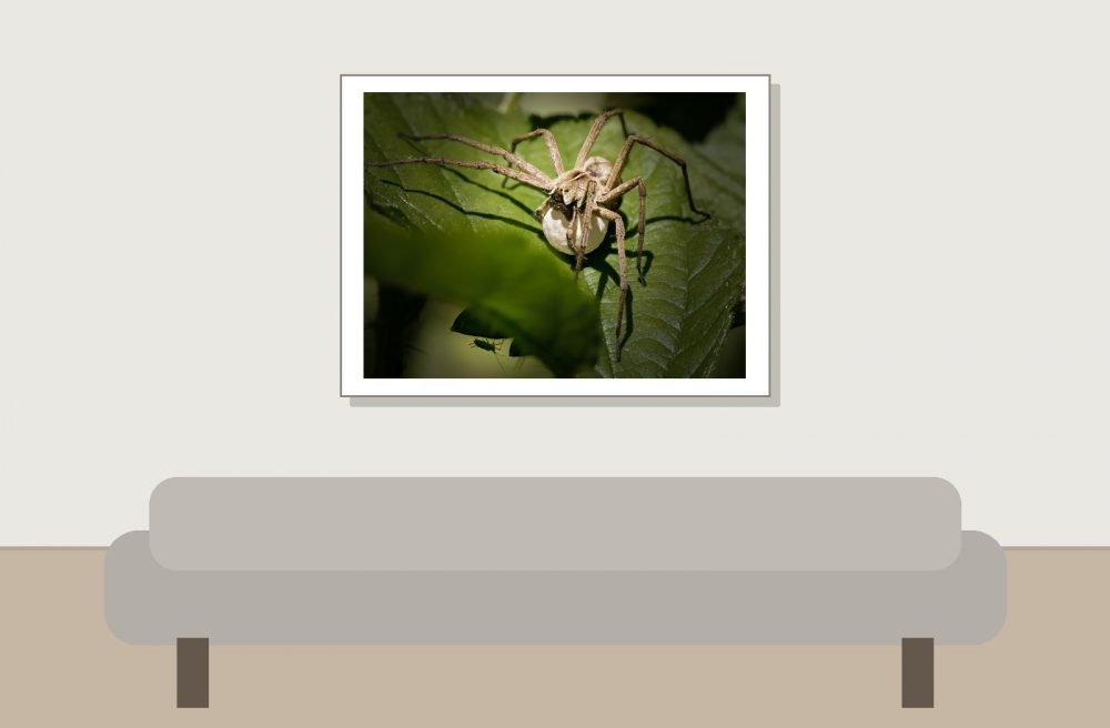 Pisaura Mirabilis — 20250516 — 40 × 30 cm