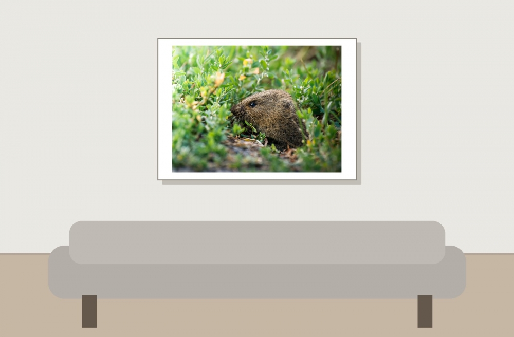 Common Vole in Les Planches-en-Montagne — 70 × 50 cm