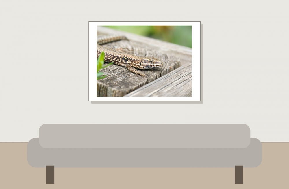 Podarcis Muralis — 20250521 — 70 × 50 cm