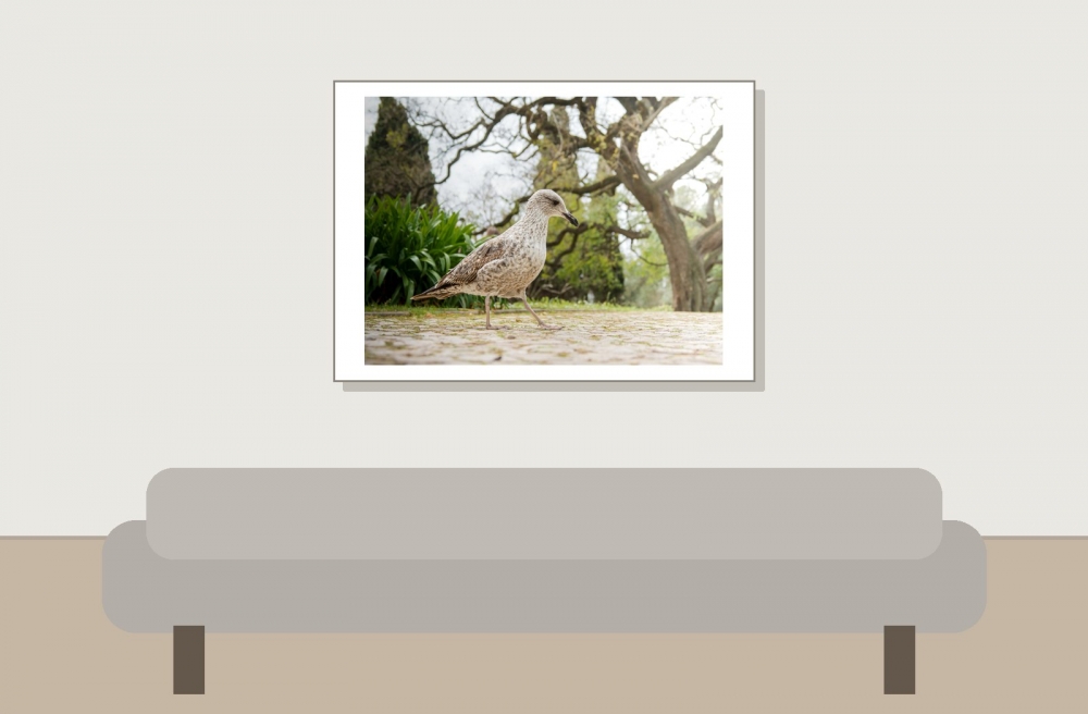 Larus Fuscus — Lisbonne 