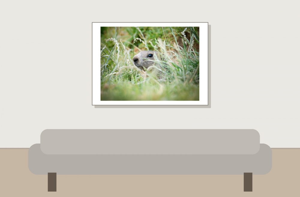 Marmota Marmota — 20250811 — 70 × 50 cm