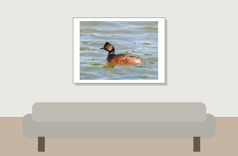 Podiceps Nigricollis — 20250516 — 70 × 50 cm